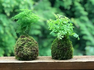 “Kokedama” Traditional Japanese Moss Ball Garden – Handmade With Live Sheet Moss • $39.95