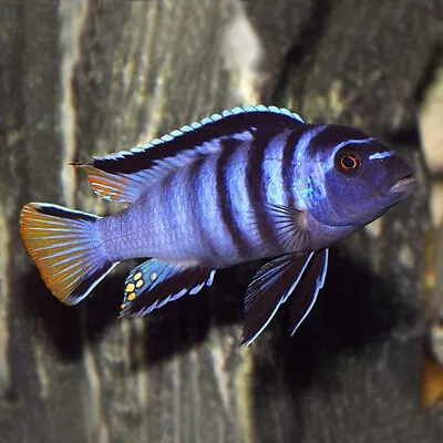 Elongate Mbuna | Male & Female | Chindongo Elongatus | Lake Malawi Cichlid • £18.98