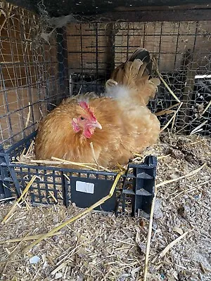 £7.49 • Buy 6 ✅X Fertile Hatching Chicken Eggs Mixed Breeds Maran Cream Legbar Olive Egger