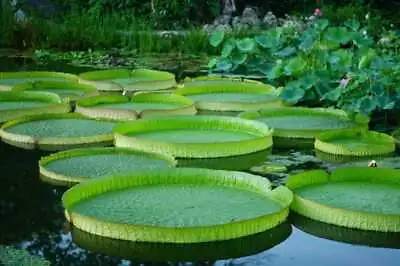10 Giant Water Lily Lotus Seeds Victoria Amazonica • £3.19
