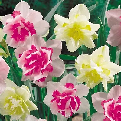 (3) Double Mix Daffodil Bulbs Spectacular Flowers New Flower Bulbs Check Store • $9.95