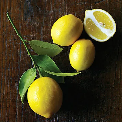 Dwarf Meyer Lemon Tree - 26-30  Tall - Live Plant - Gallon Pot - Citrus × Meyeri • $99.95