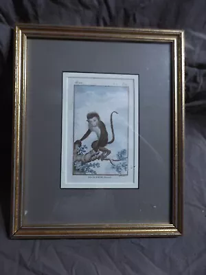 Antique 19th C Hand Tinted Art Plate Print LA GUENON Monkey Framed ça 1980s • $14.50