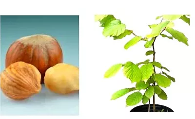 £13 • Buy Hazelnut Young Tree  .Also DWARF /BONSAI Starter. Visit The Shop 