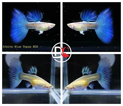 1 Pair - Live  Guppy Fish High Quality - Albino Sky Blue Topaz BDS • $26.65