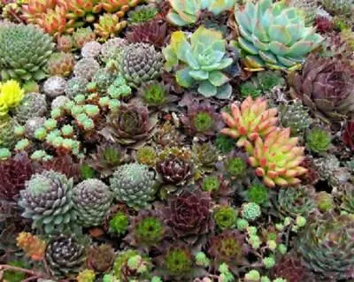 Pack X6 Sempervivum Mixed Species 'House Leek' Perennial Plug Plants • £7.95