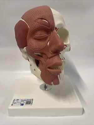 3B Scientific A300 Human Skull With Facial Muscles Anatomical Model Anatomy • $295