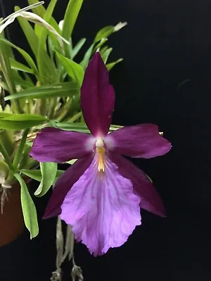 Miltonia Moreliana Bordeaux Species Orchid Previouslybloomed Plant #9 • $54