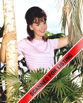 GILLIGAN'S ISLAND Dawn Wells 8x10 PHOTO #8238 • $12.95