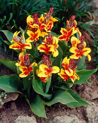 Canna QUEEN CHARLOTTE X3 Bulbs Canna Flower Bulbs Ready To Plant • £13.95