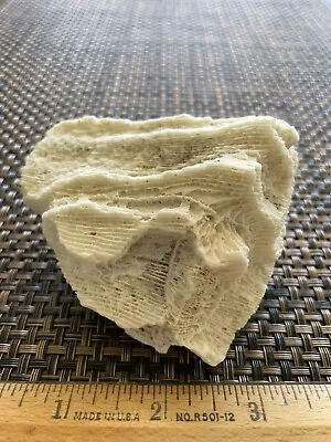 $12.95 • Buy Dried Brain CORAL Fossil Beach Ocean Sea Reef Fish Tank Aquarium Decoration