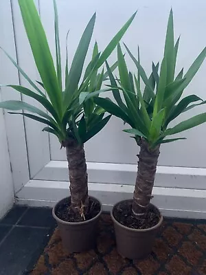 Yucca Plant Indoor ( 55-60cm) • £17.99