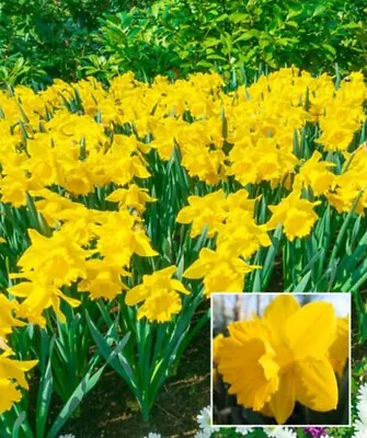 Yellow NARCISSUS Daffodil Bulb 25+ Bulbs Hardy All Naturall Zones 4-10 • $9.95