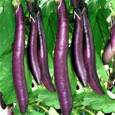 25 Italian Long Purple Aubergine Seeds  • £2.39