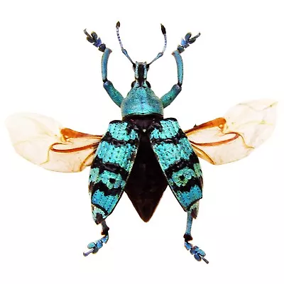Eupholus Chevrolati Weevil Blue Green Beetle Indonesia MOUNTED/WINGS SPREAD • $26