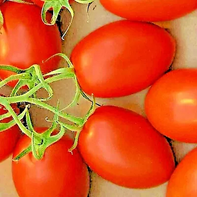 100 Roma Tomato Seeds Non-gmo Spring Vegetable Garden Heirloom Tasty Sauces Us • $2.99