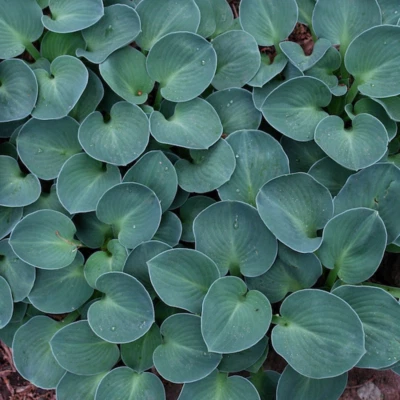 £9.99 • Buy Hosta 'Blue Mouse Ears' Herbaceous Perennial Hardy Plant In 9cm Pot