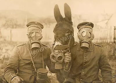 Odd & Weird German Soldiers & Mule Wearing Gas Masks - Vintage Photo Print 5x7 • $4.99