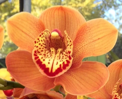 $25 • Buy OoN Cymbidium Orchid CC1112 Kalahari Pepper 'GV' X Uluru 'Tood' 85mmPot