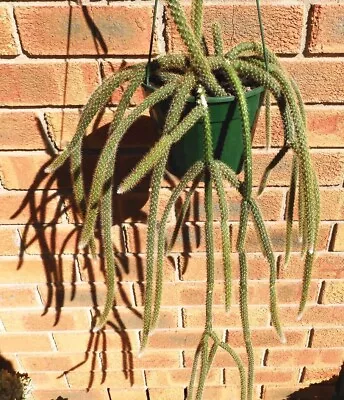 Rat Tail Cactus (Aporocactus Flagelliformis) In Hanging Basket • $28