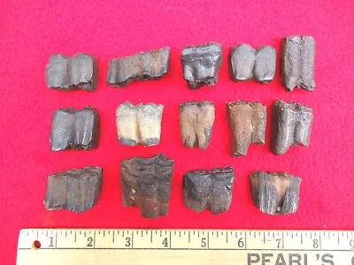 *bulk Price* Horse Teeth Florida Fossils Fossil Tooth Jaw Bones Equus Ice Age Fl • $3