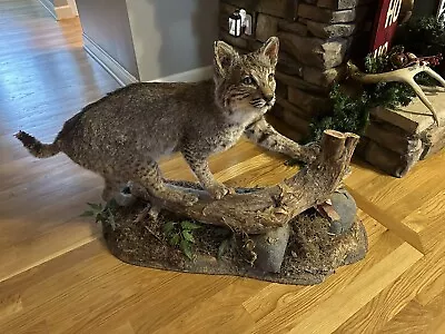 Bobcat Taxidermy Floor Mount Beautiful • $1000