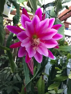 Epiphyllum 'Show Boat' Orchid Cactus Cutting 8 -10  Long • $9