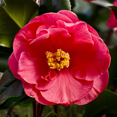 Camellia Japonica Dr King - Rose Of Winter Plant In 2 L Pot • £13.95