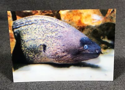 Lenticular Postcard PC Animated Moray Eel Breathing Moving Flicker Motion Animal • $4