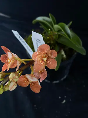 $65 • Buy Select Barrita Orchids Sarcochilus INDP/102
