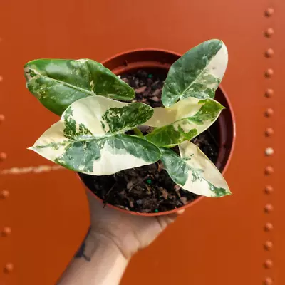 Alocasia Macrorrhiza Variegata In 6  Pot | Variegated Alocasia | RARE Plant • $49.95