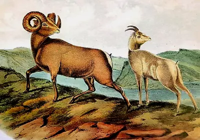 John Audubon Wildlife Rocky Mountain Sheep Vintage Art Book Plate Print 73 • $13.49