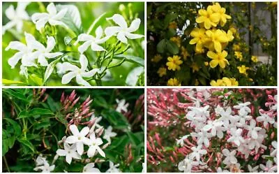 3x Jasmine Climbing Plants Pink/yellow Flowers 9cm Pots Jasminum Climbers • £16.49