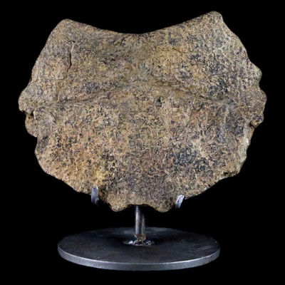 $225.99 • Buy 5.4  Fossil Turtle Shell Section Lance Creek FM WY Cretaceous Age Metal Stand