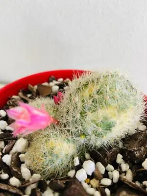 Cacti- Rebutia Variegated - Vibrant Colors Collector's Gem Easy Care • $23.90