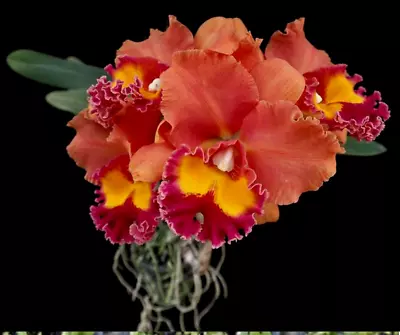 Cattleya Mericlone Seedling Plant...Rlc Jairak Summer • $12