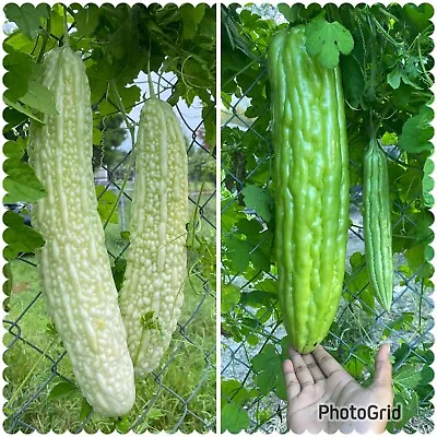 Mixed 2 Varieties Of Bitter Melon/ Bitter Gourd/ Ampalaya.15pcs SeedsHome Grown • $5