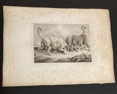 £9.99 • Buy Etching By Samuel Howitt BULLS