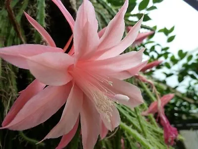 Epiphyllum APOROPHYLLUM    SUSSEX PINK     Don's Don's Cutting MAR/4 • $4.99