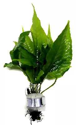 £4.75 • Buy Bolbitis Heteroclita Asiatica Bunch Live Aquarium Aquatic Plants Fish Tank