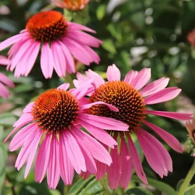 400 Seeds CONEFLOWER ECHINACEA PURPUREA +4  FREE REUSABLE PLANT LABEL  • £1.85