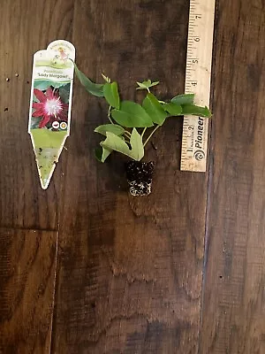 Lady Margaret Passion Flower Vine (Passiflora Hybrid) - 1 TC Plant/Plug - 2-4 In • $9.99