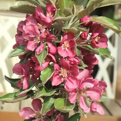 £39.99 • Buy T&M Garden Apple Tree Columnar Purple Hazel Malus Self-Fertile Bare Root