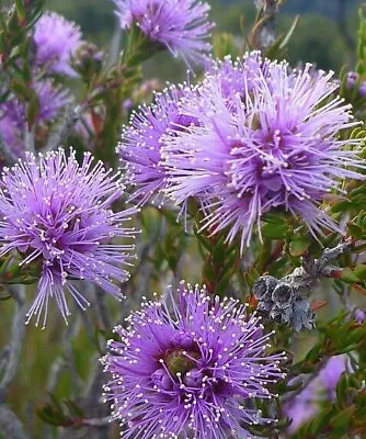 Melaleuca  Gibbosa .bottle Brush honey  UNUSUAL ..RARE  ..9CMS  POT • £9.99