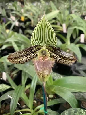 Species Orchid - Paphiopedilum Wardii • $49