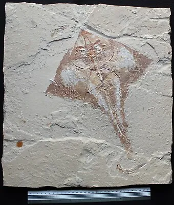 Rhombopterygia 39 - Manta Ray - Excellent Quality & Preservation Fossils Lebanon • $3000