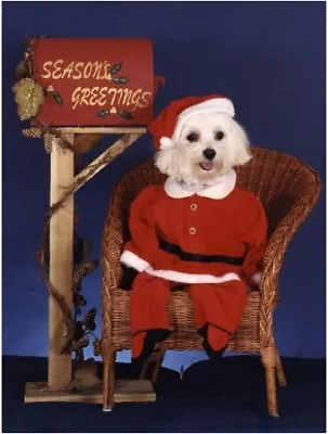 Pet Christmas Cards:Dog Maltese Mail Box • $8.99