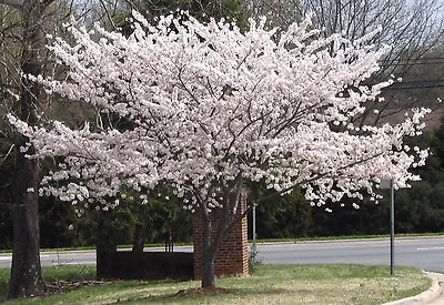 2 Yoshino Flowering Cherry Tree 2.5  Pot • $14.95