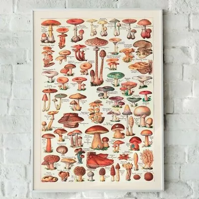 Vintage Mushroom Print Mushroom Artwork Vintage Mushroom Mushroom Wall Art • £7.19