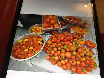 Tomatoes  80 Seeds  Lot Mix 7  Tasty High Yield Red/   Yellow /orange Organic • £3.80